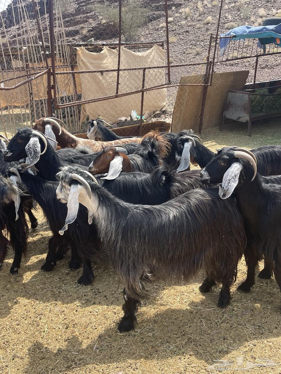 معزا عوارض صنف تم البيع64582597569537110