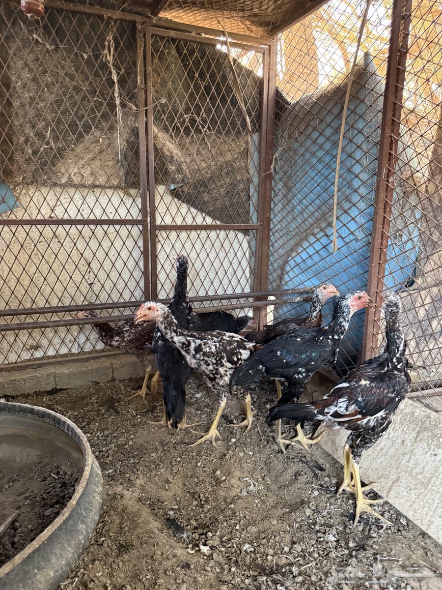 فروخ سندي نسل غبشان64582048650497111