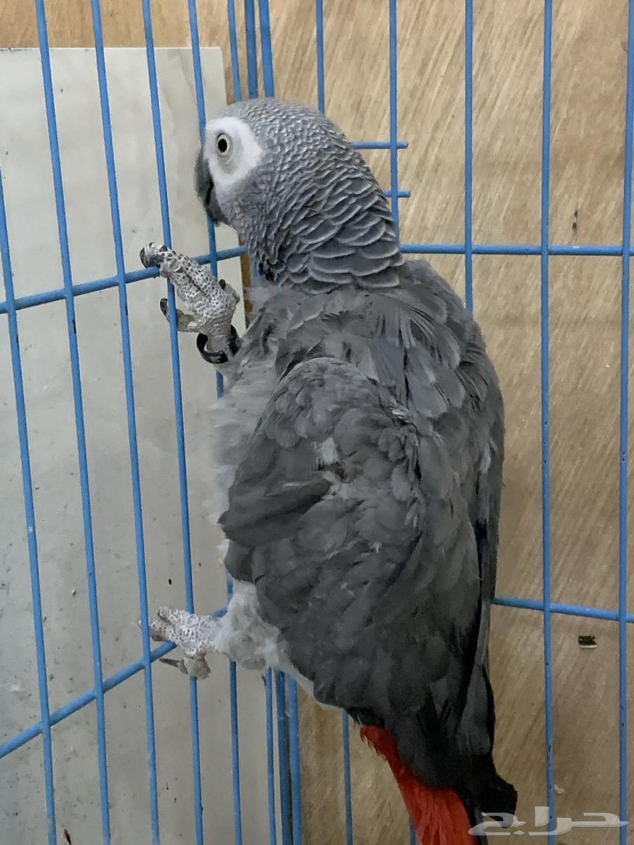 جوز كاسكو سوبر جامبو64587181825411113