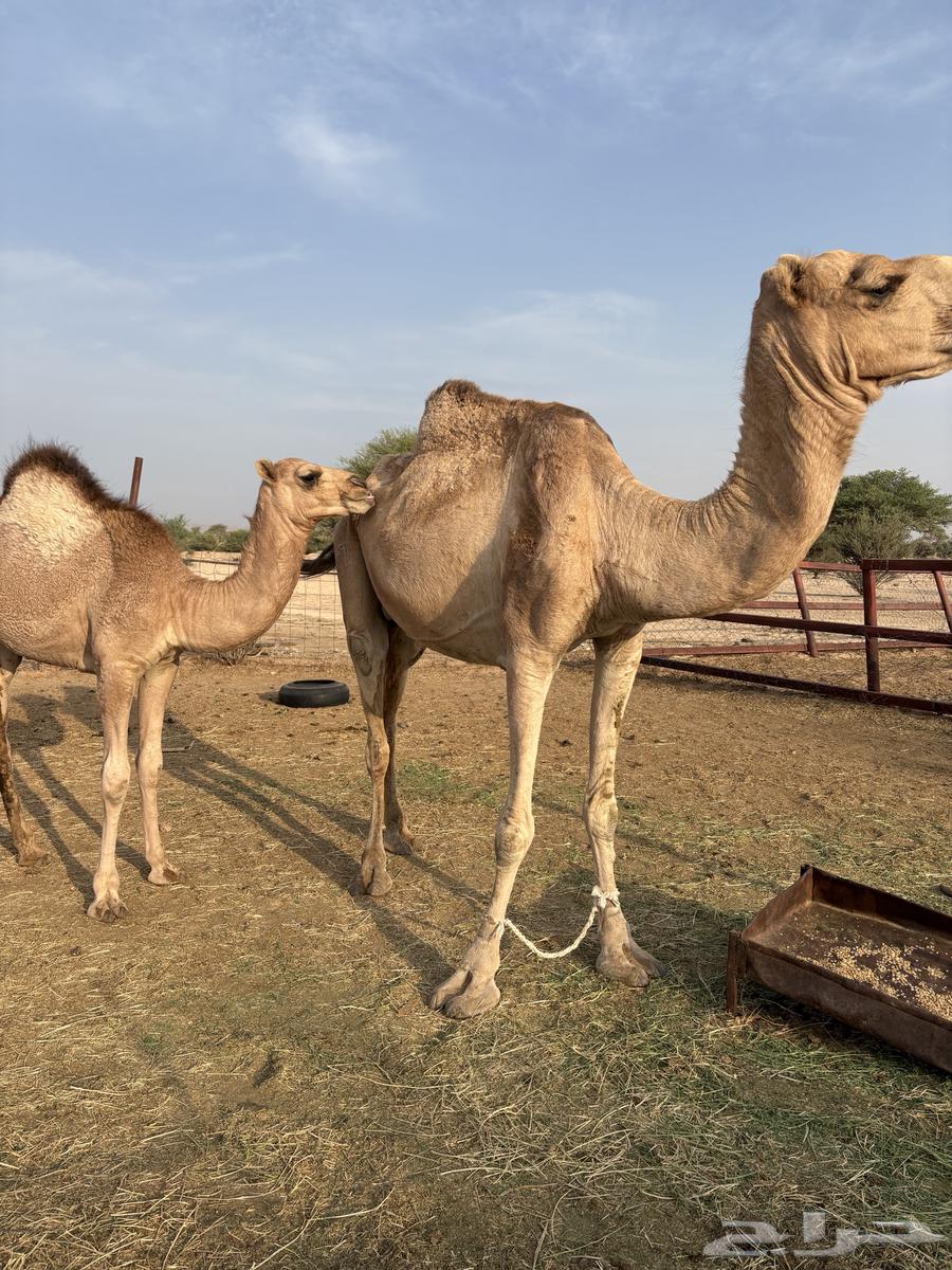 ناقه خلفه تحتهابكره مشروطه من كل ذارب موقعها قياء64581141604994111