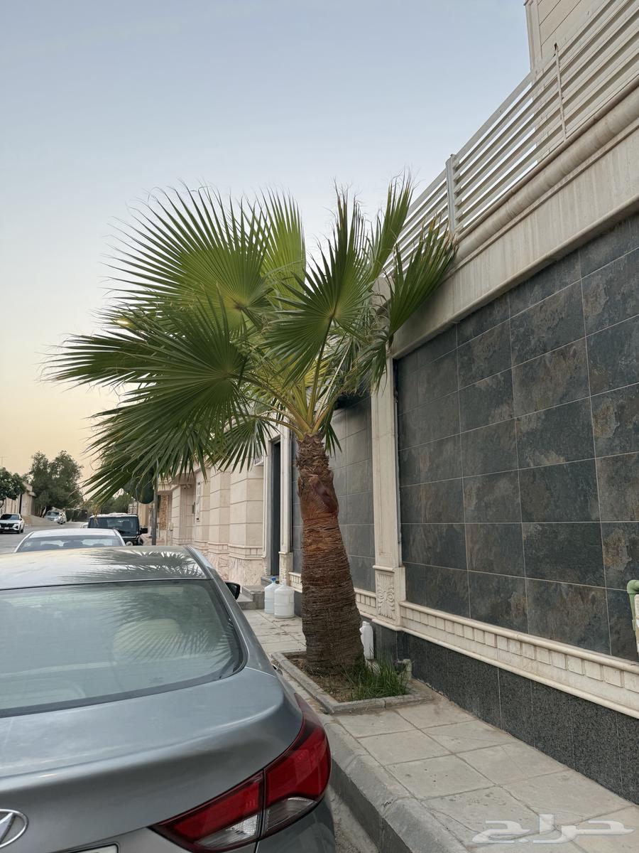 Five palm trees for sale in Riyadh64584842007554110
