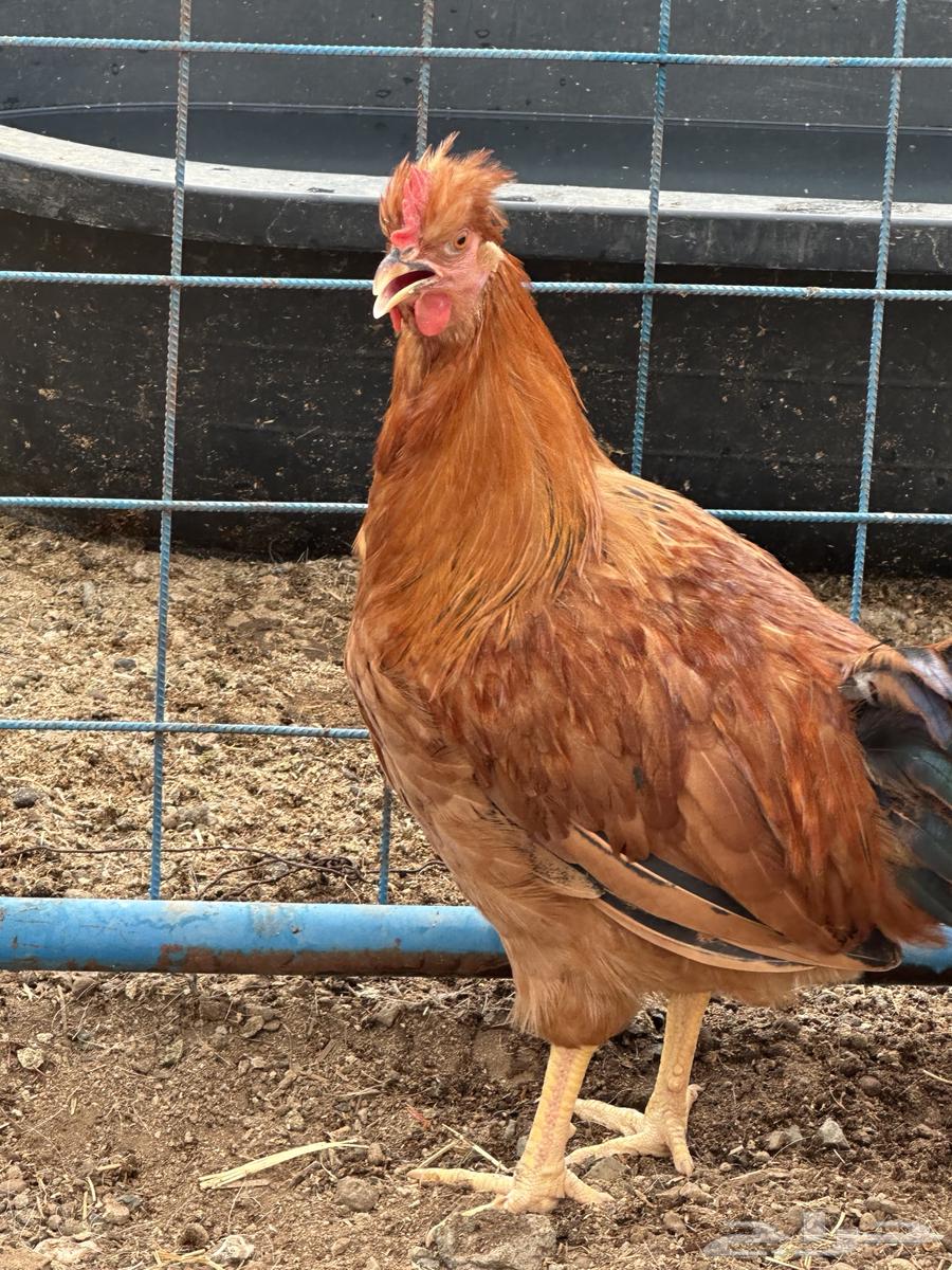 ديوك للبيع براهما -لوهمان - فرنسي64586103070466111