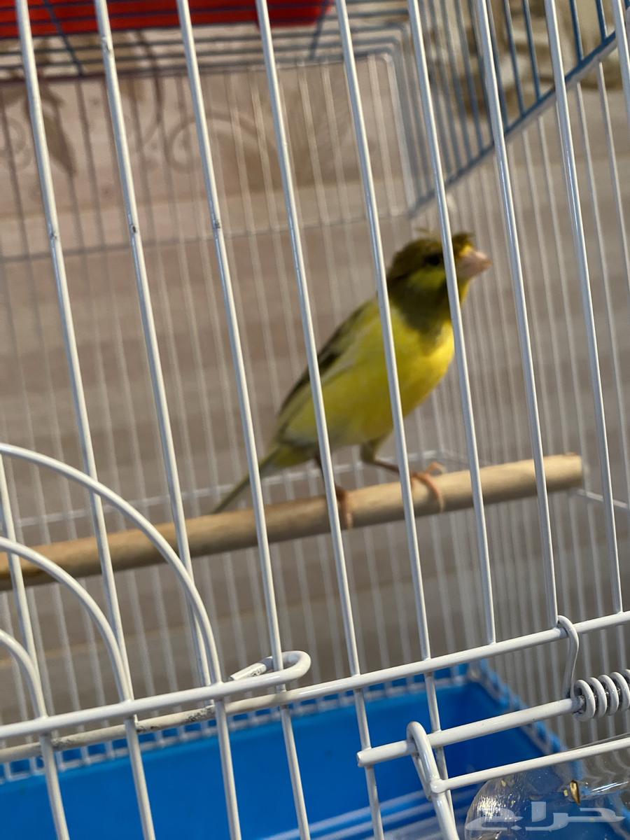 Syrian Canary64584277693697112