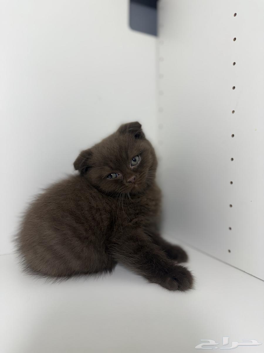 قط ذكر سكوتش فولد شوكلت مسجل64585955483010111