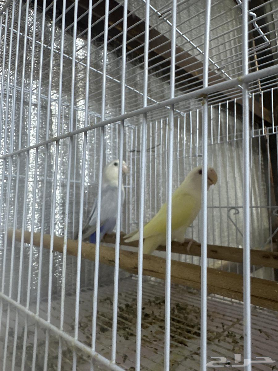 Pistachio product available on condition64581210458370111