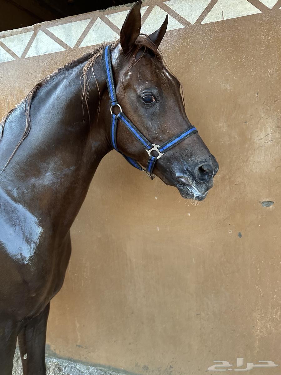 Hossan Wahho64585795033985113