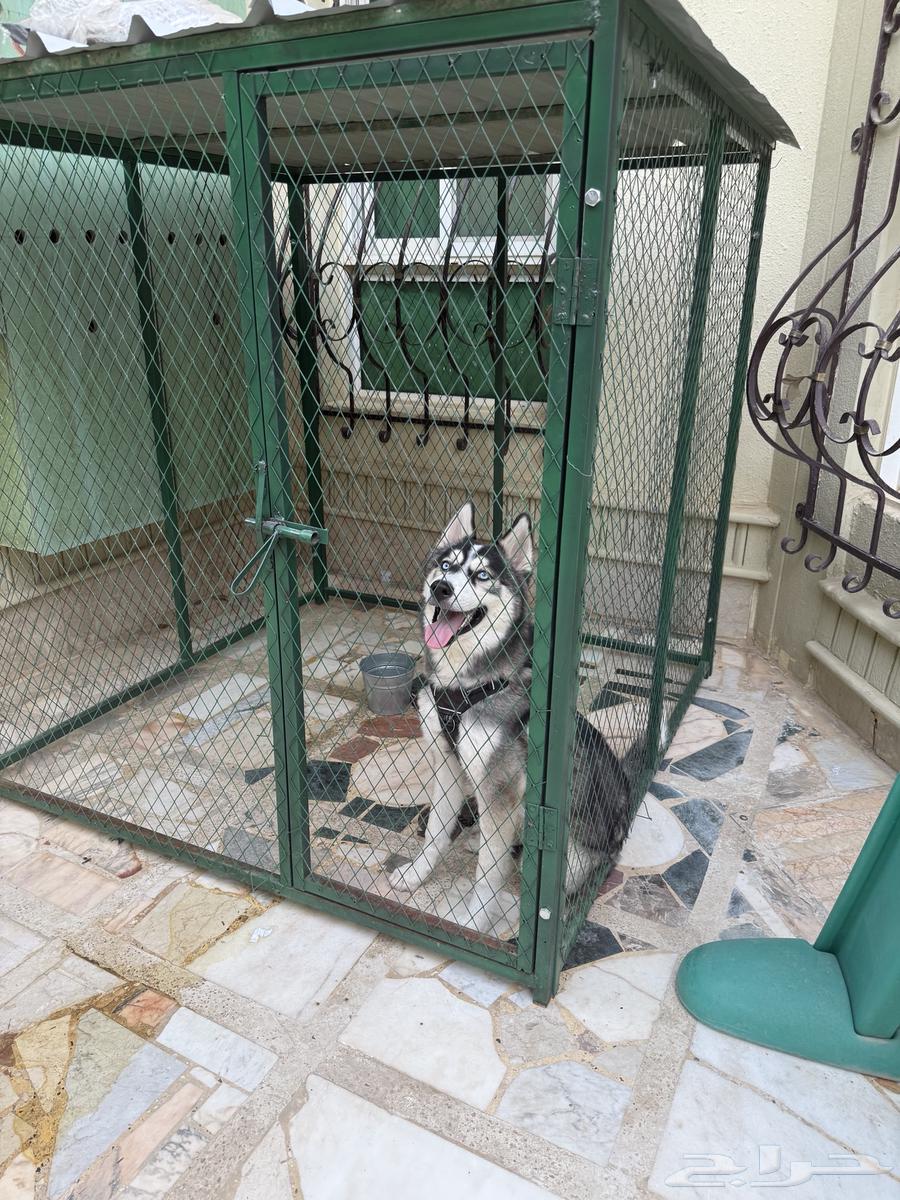 هاسكي بيع مستعجل64584645575170111