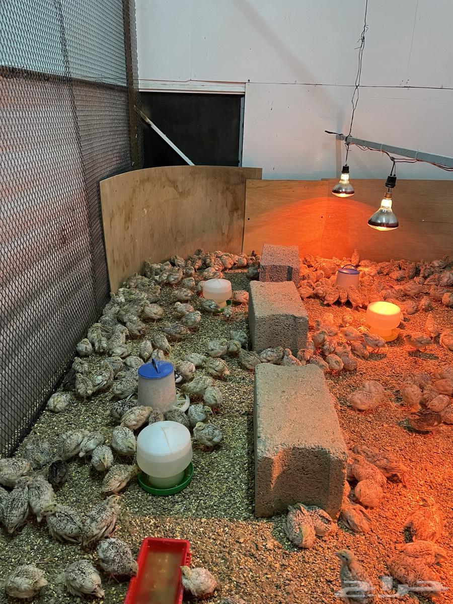 سمان جامبو كريمي64585695822467112