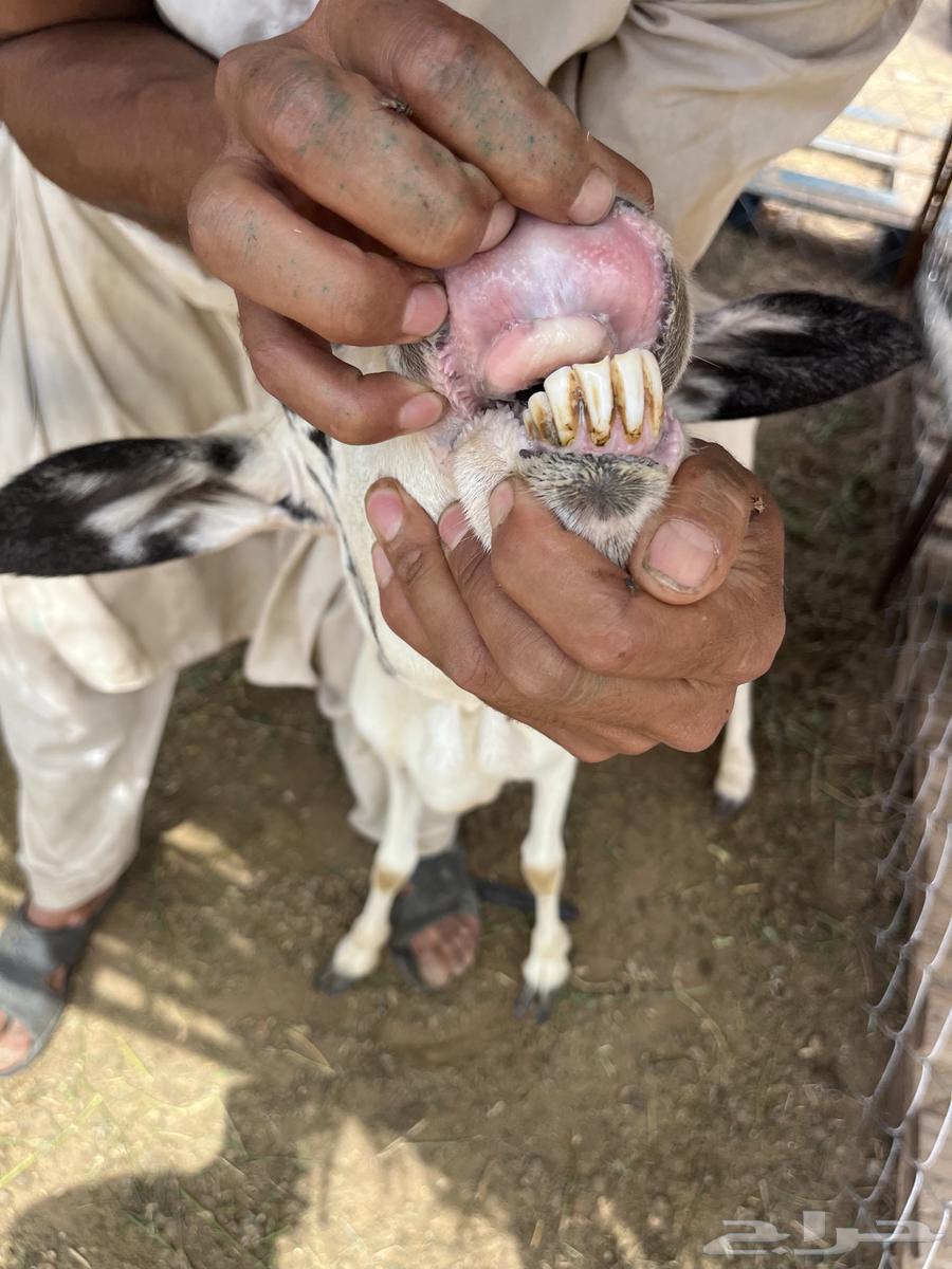 نعجه دافع للبيع64581169220099113