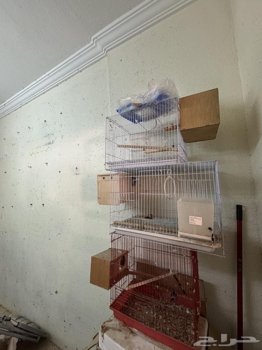 قفص طيور للبيع المستعجل64581828967425110