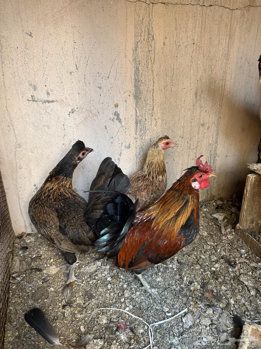 دجاج عربي64581511053953112