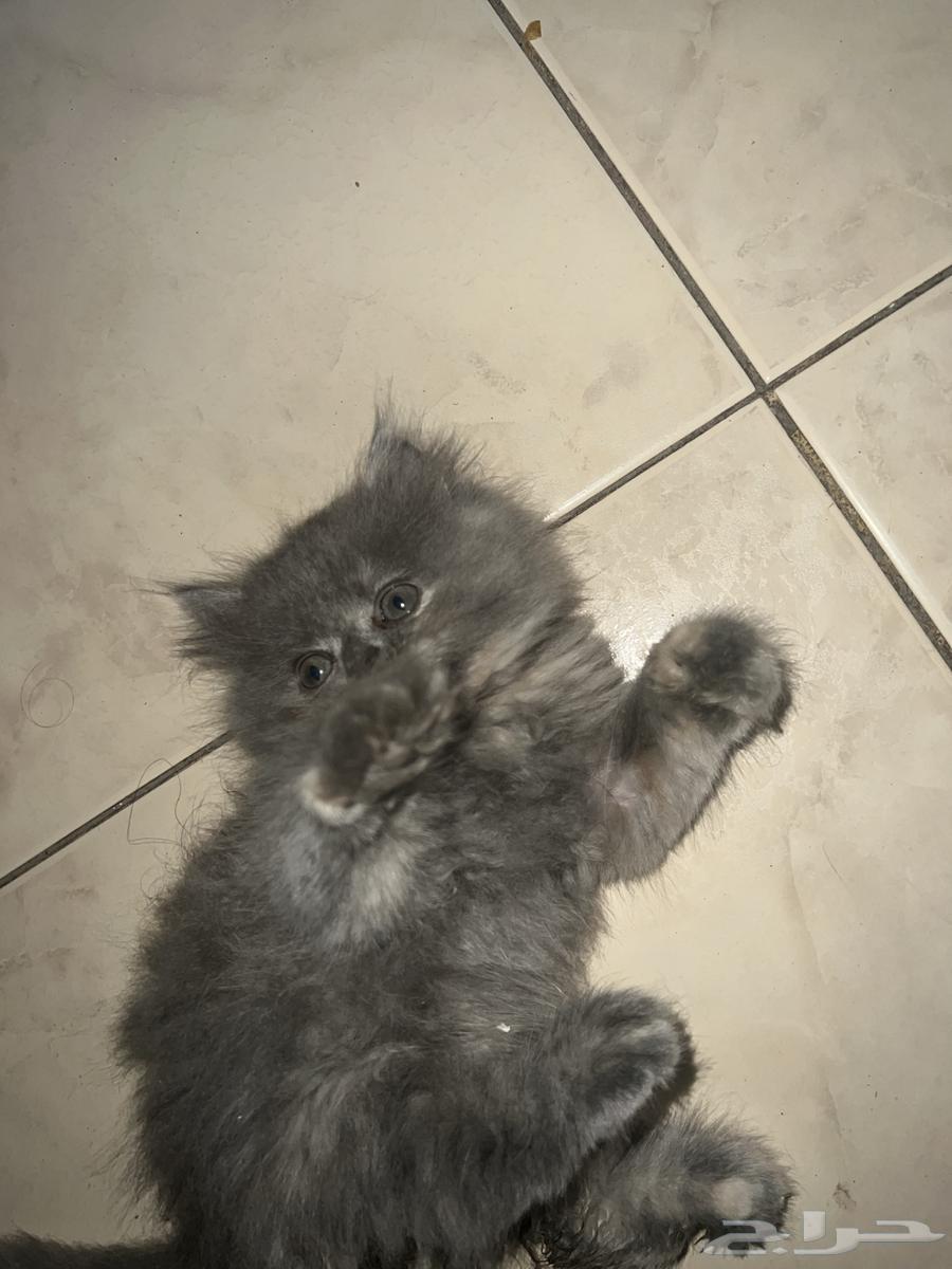 كيتن للبيع64585807506305110