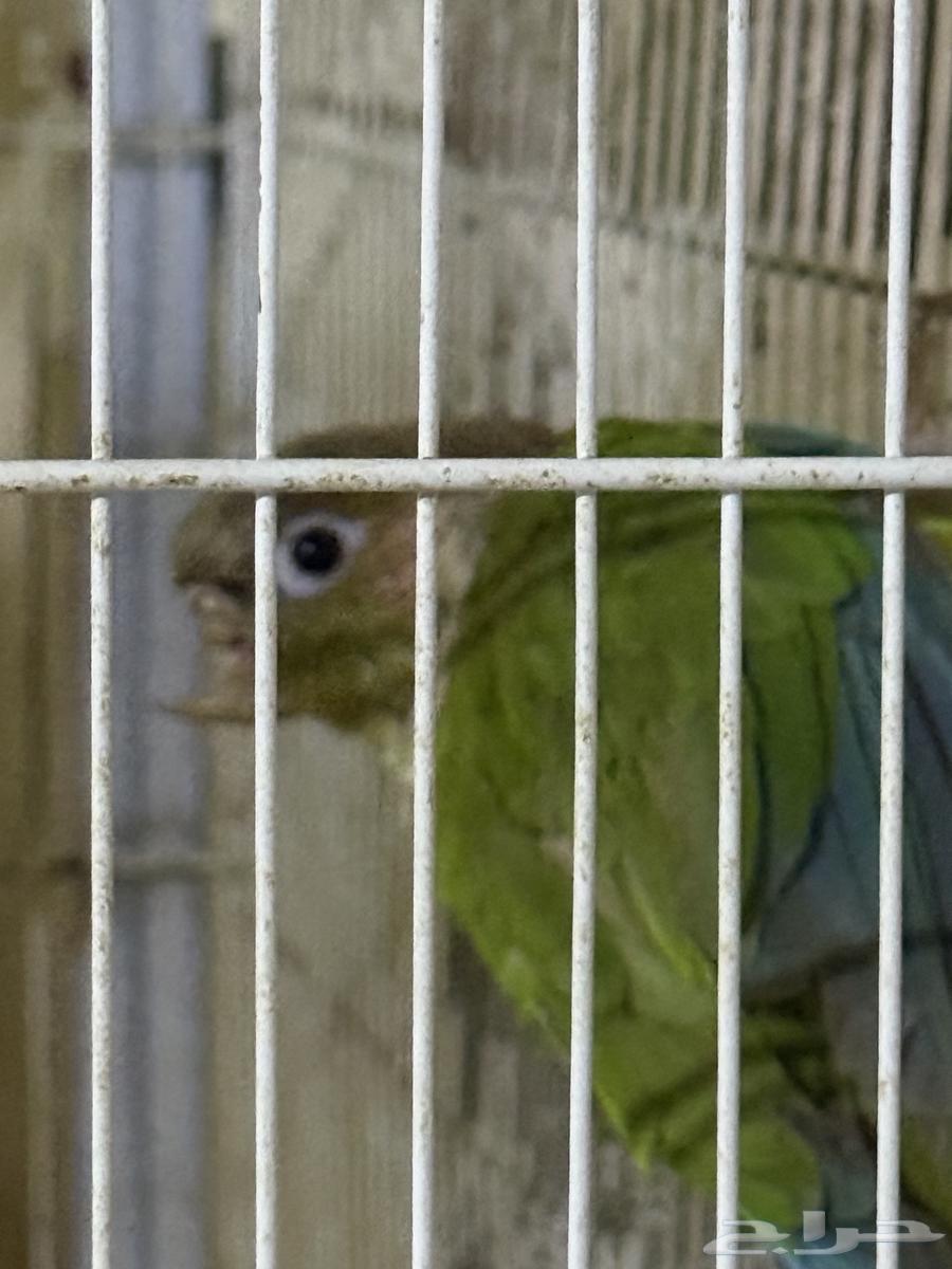 انثى كنيور اناناس منتجة64586626285569112