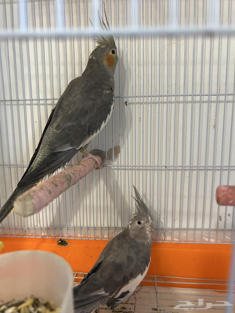 طيور للبيع64582284267907111