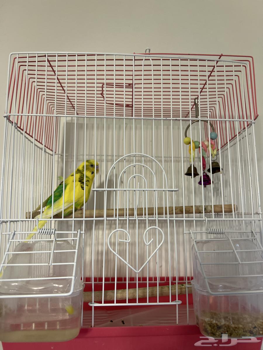 طيور للبيع64582284267907110