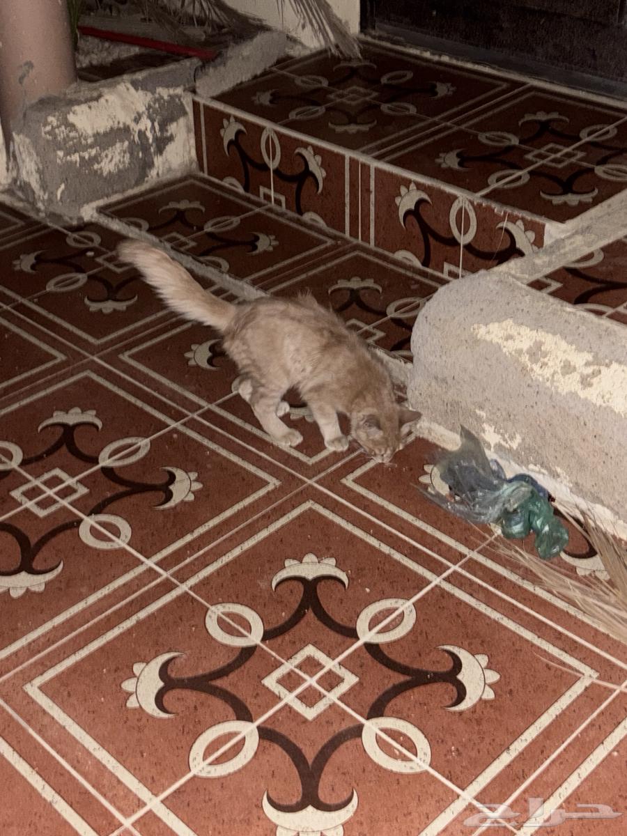 بسه للبيع با 1564586164717699113