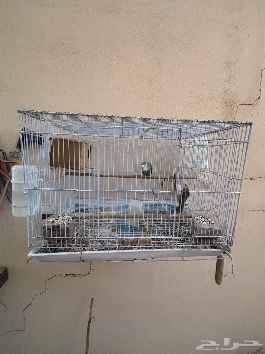 اجواز طيور روز منتجه64582924163329112