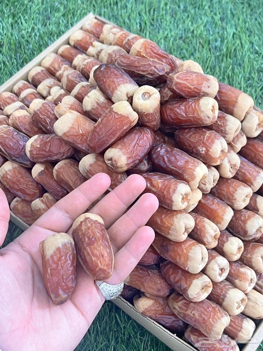 صقعي نوادر64583541449603111