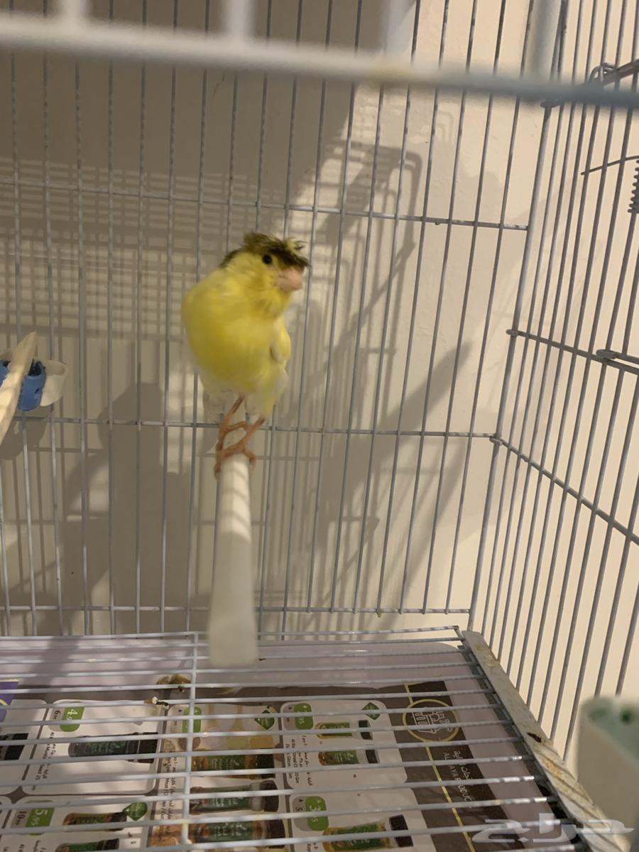 انثى كناري سوري بكريا اول جهوزها(تم البيع )64586899199106112