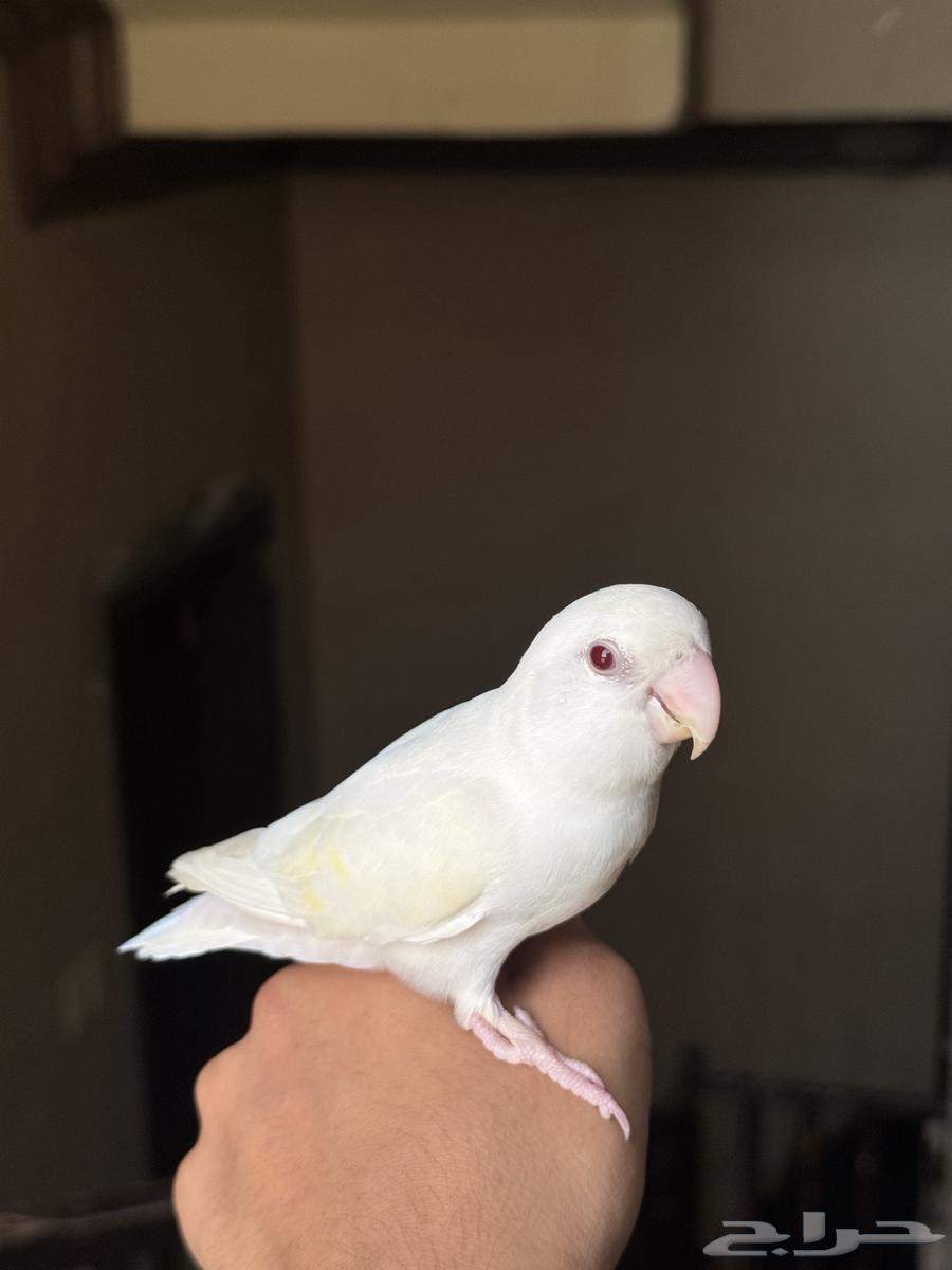 روز البينو64455386720899111