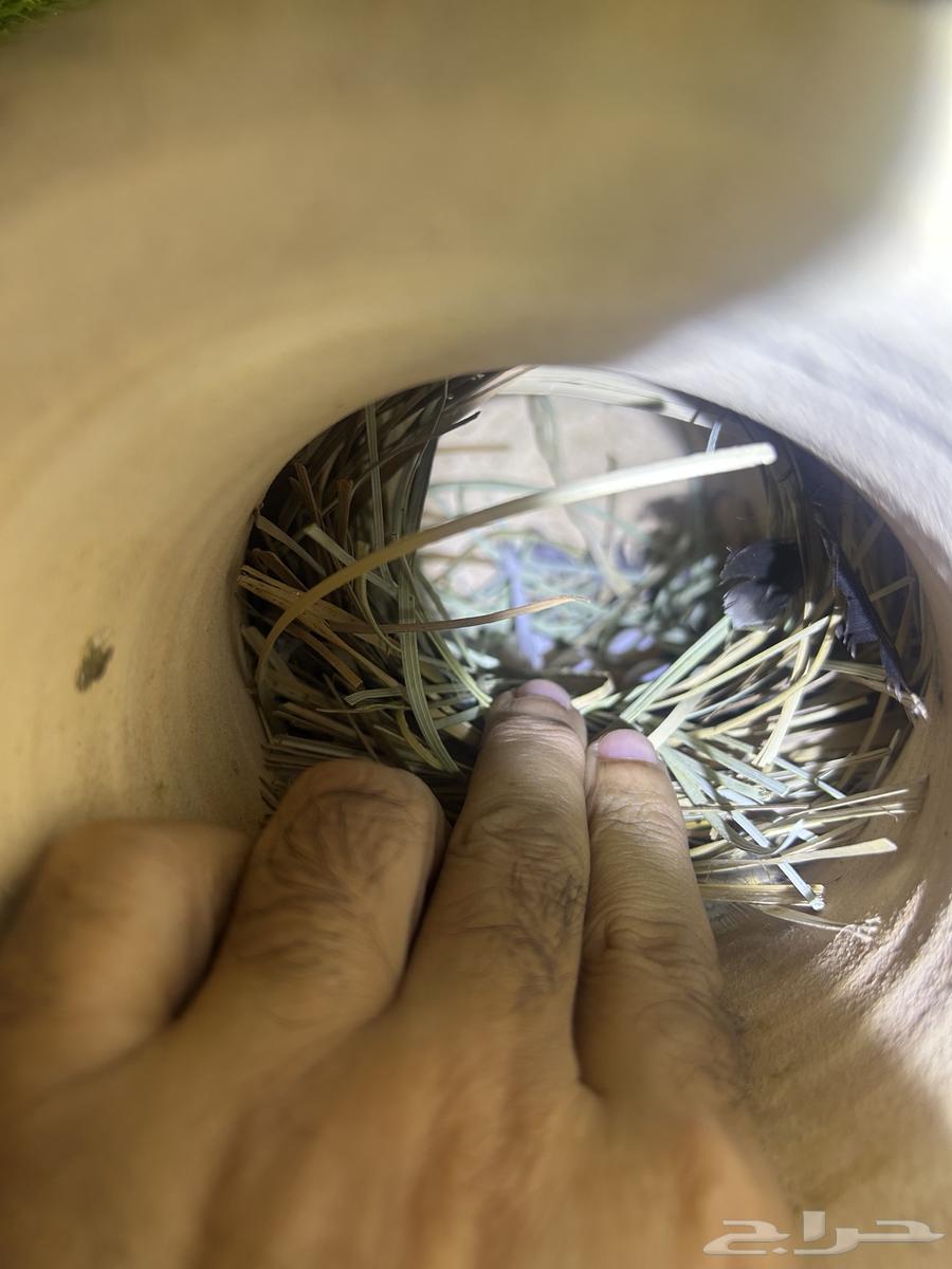 طيور الجاوا64583443530499110