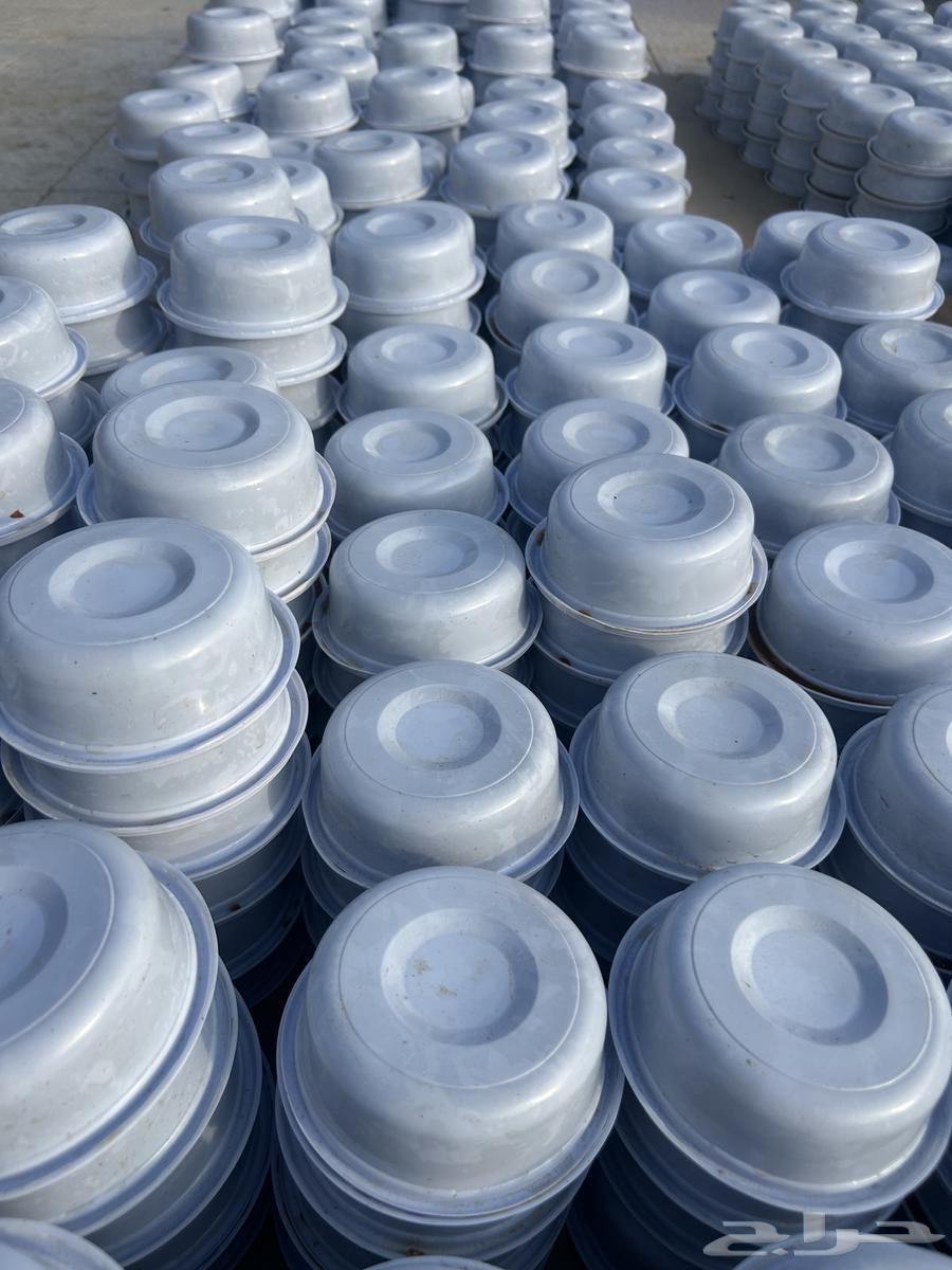 Safri Dates, Large Size64587255511681111