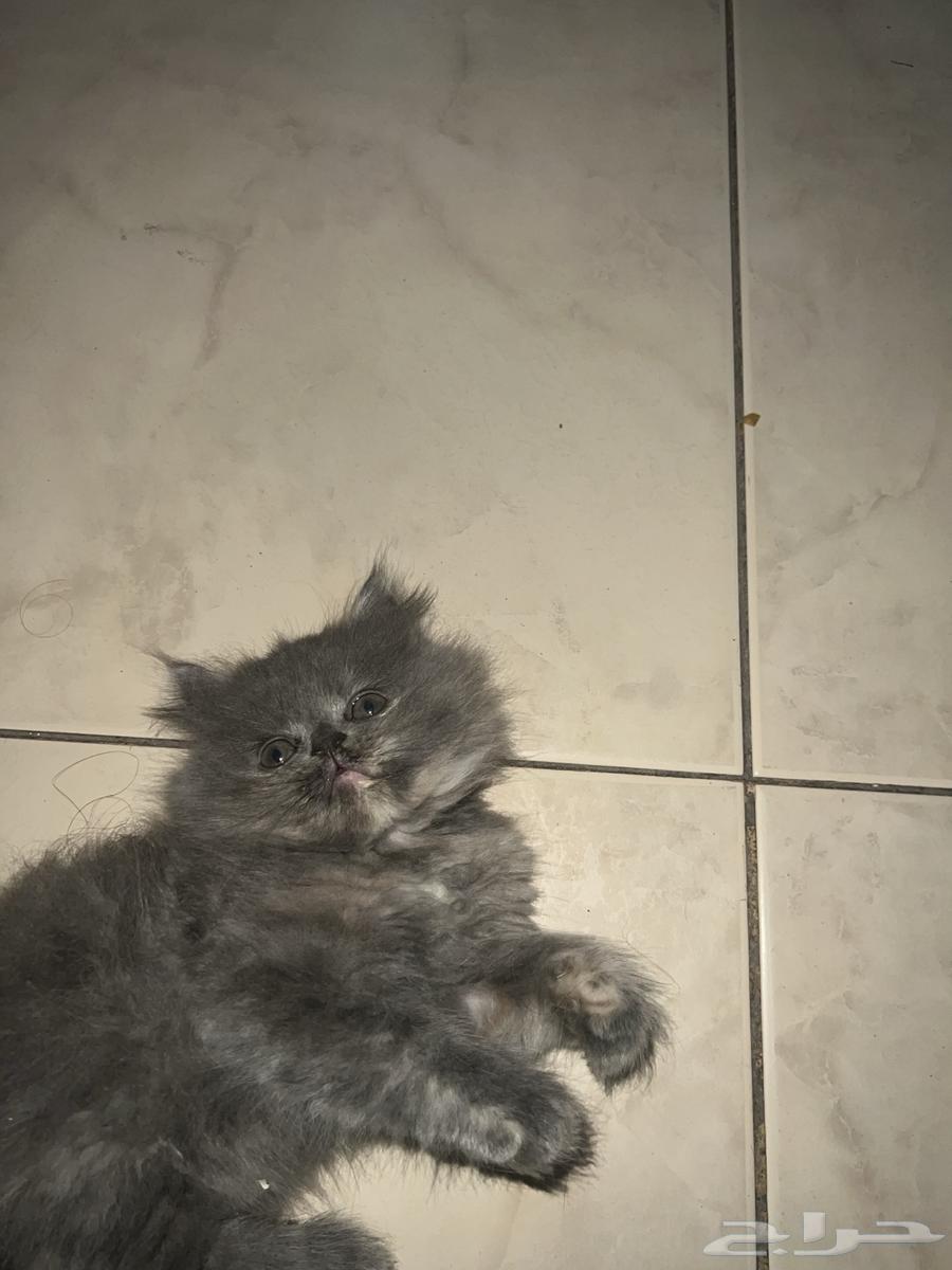 كيتن للبيع64585807506305111