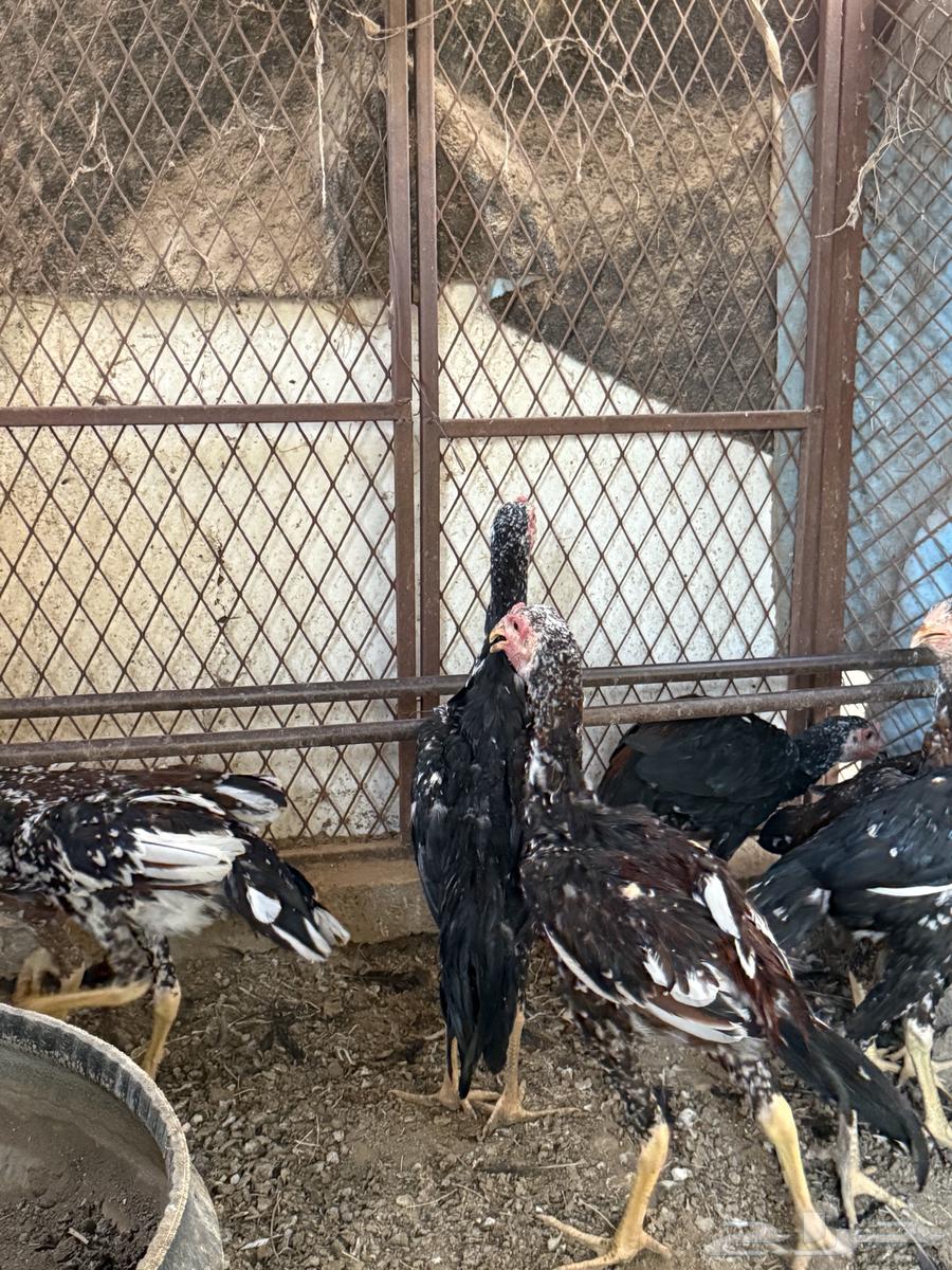 فروخ سندي نسل غبشان64582048650497110