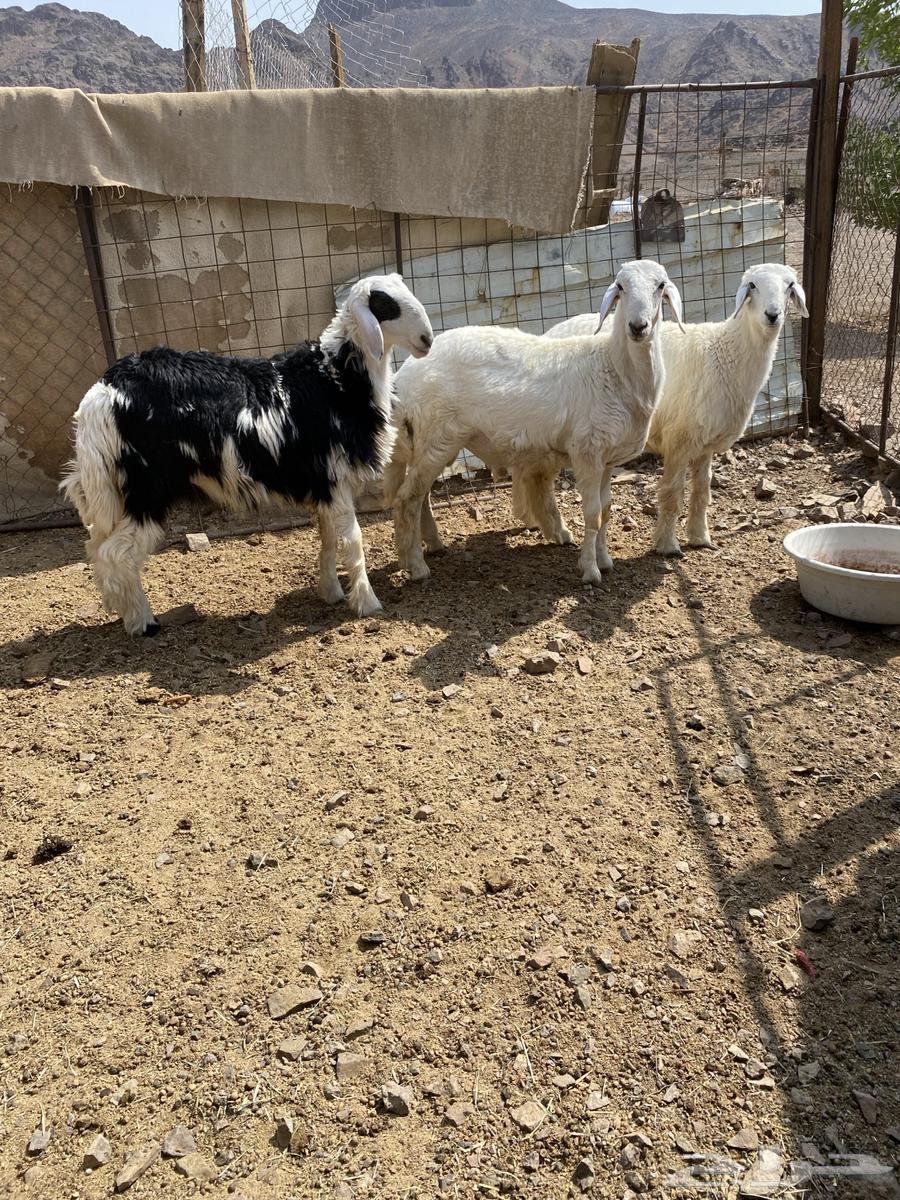 للبيع طليان ذبايح64581938624771110