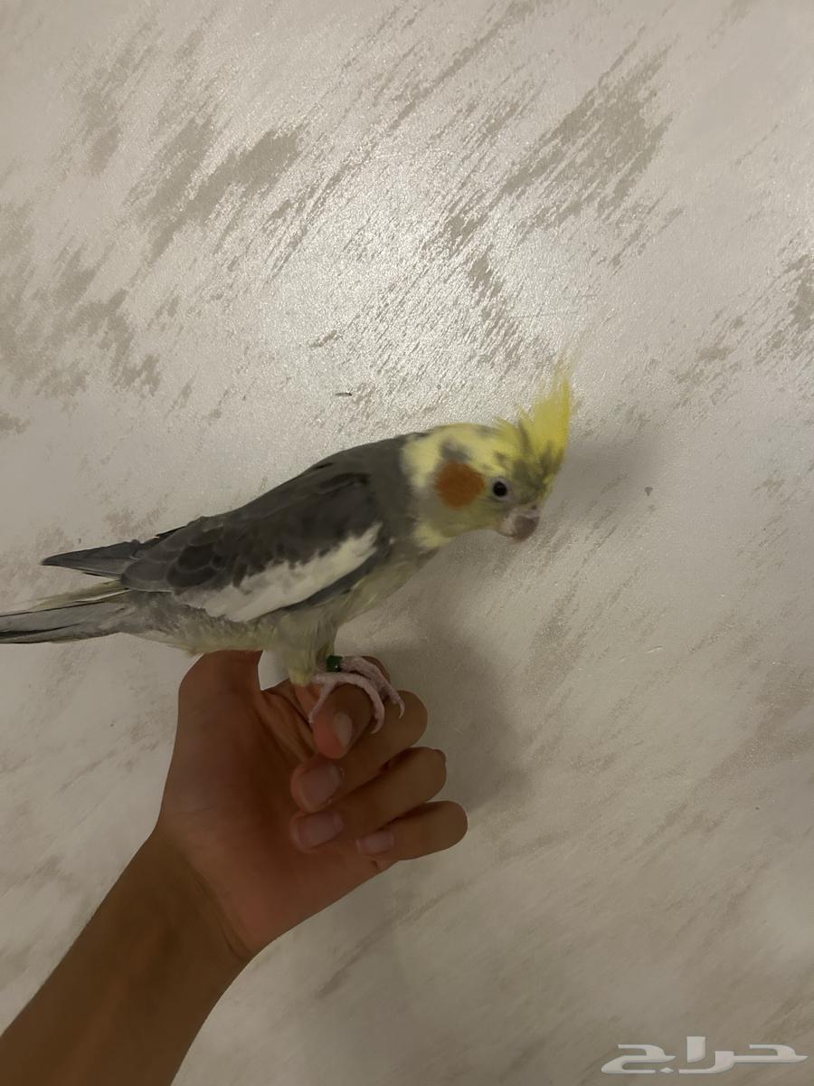 ببغاء كروان متكلم للبيع64587540594563111