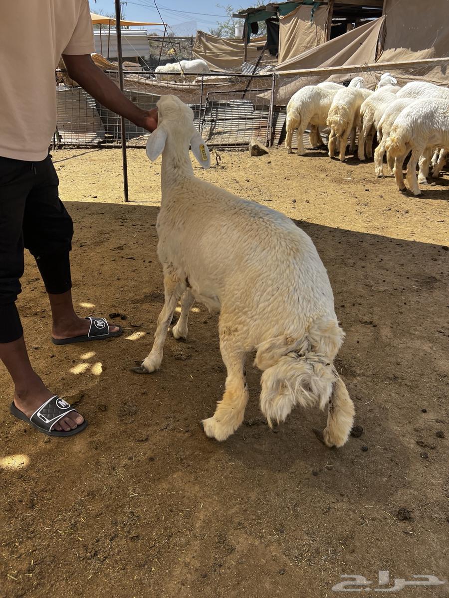 رخال حري للبيع64581402155394114