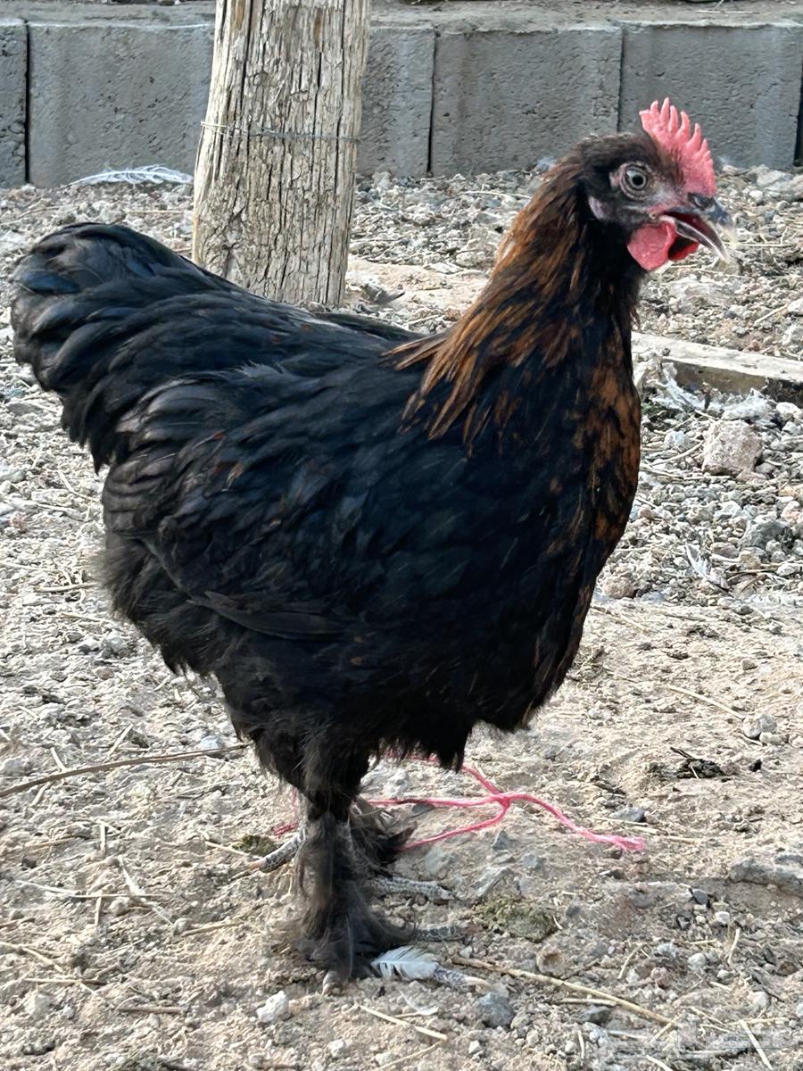 Maran64585152899841110