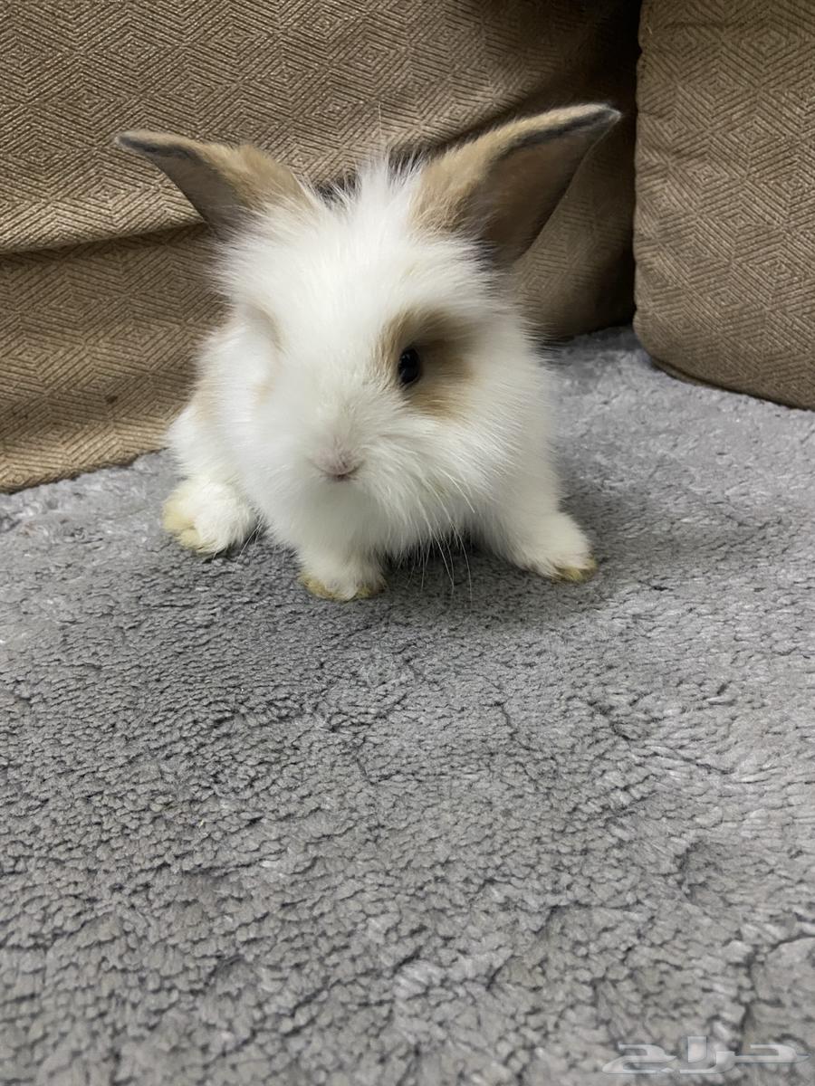 ارنب تيدي بير لوب اليف64547680486785112