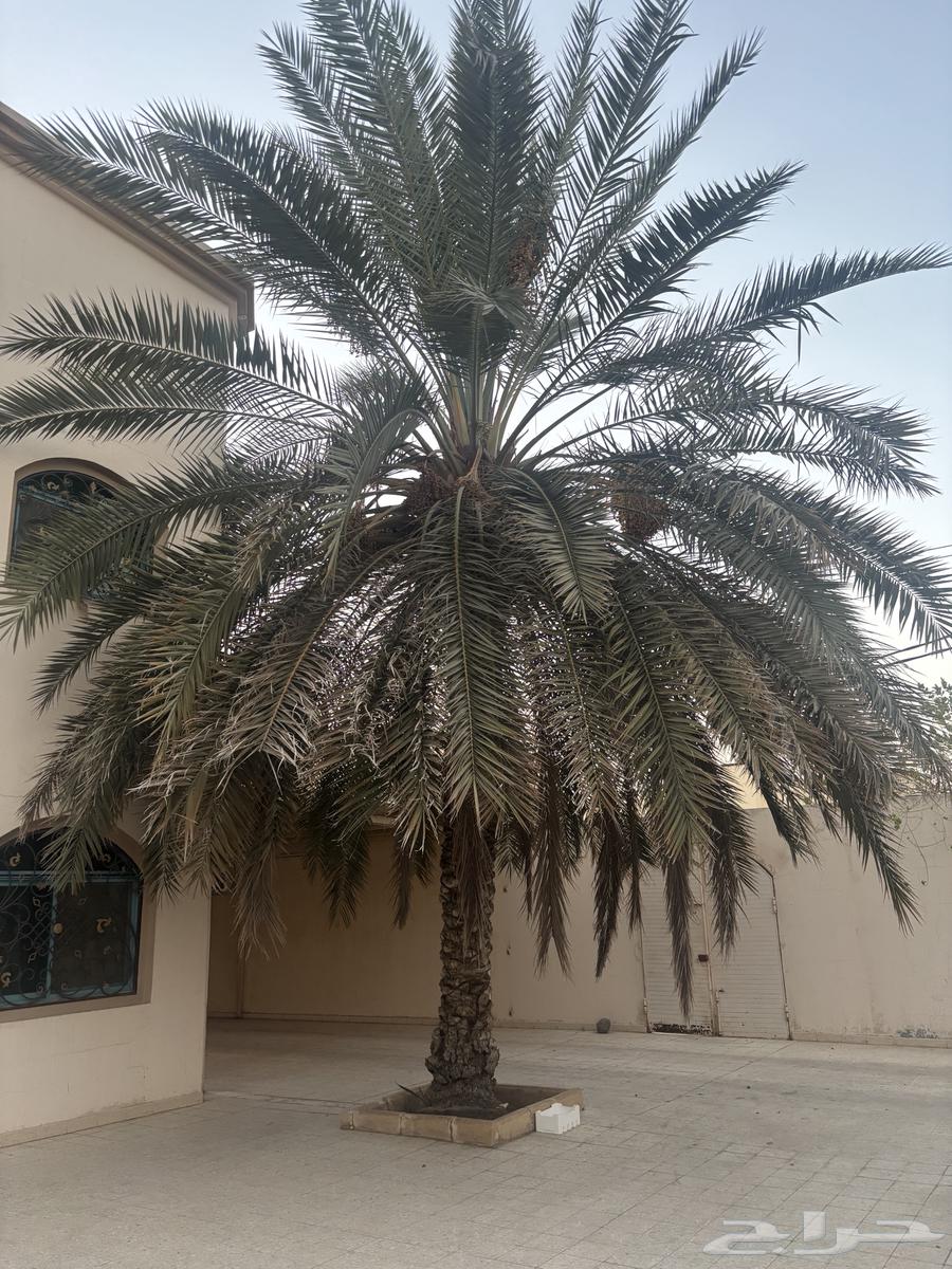 نخلة برحي فاخر64587851684995110