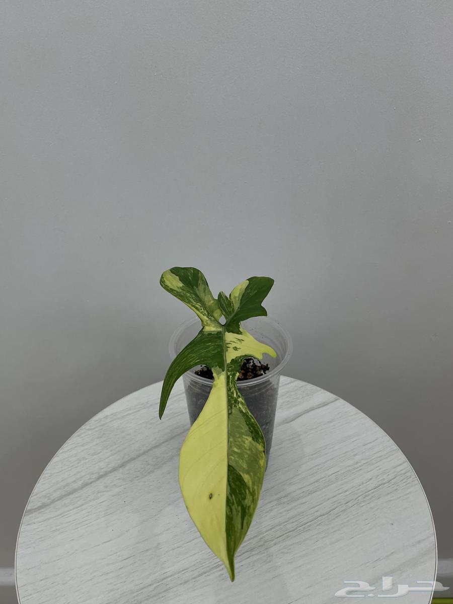 نباتات طبيعية64584305900673111