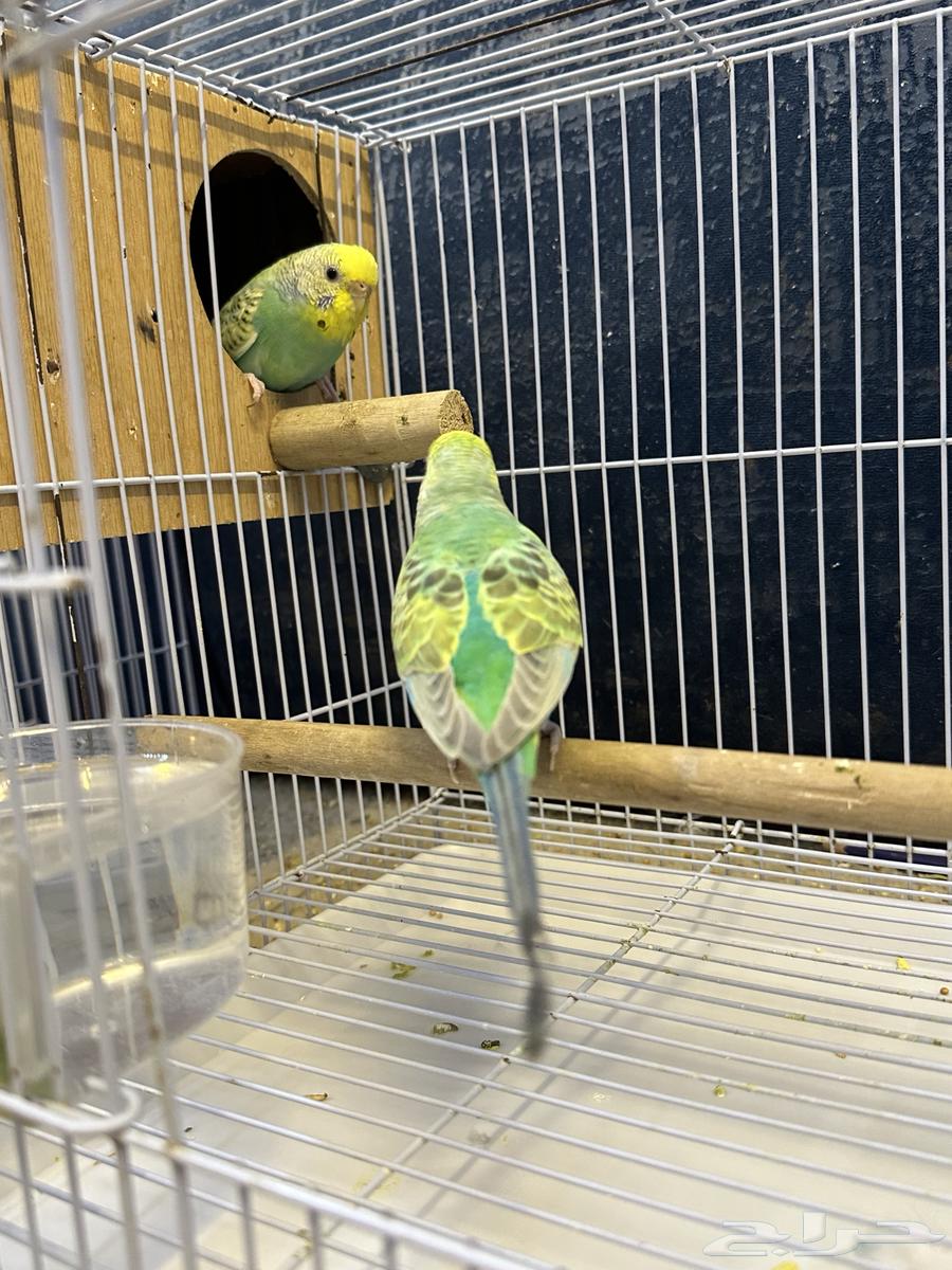 جوز بادجي رينبو64582062484610111