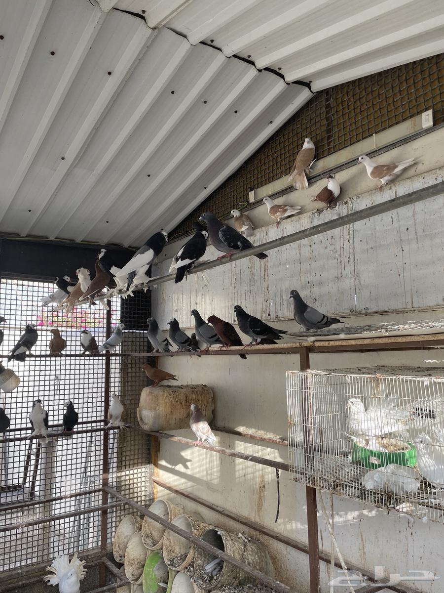 للبيع مجموعة حمام زينة اجوز منتجه64581183142146114