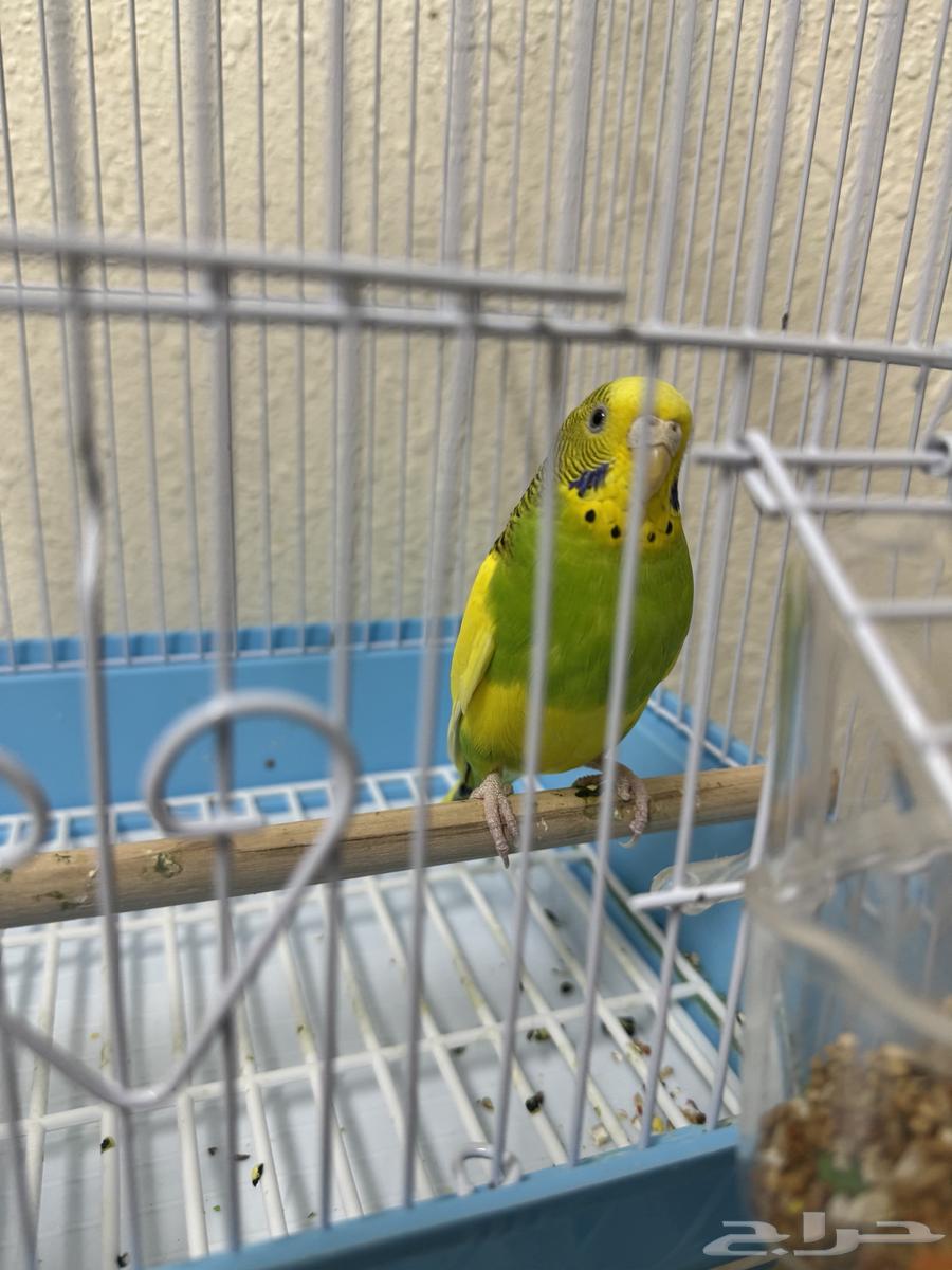 بادجي استرالي ( تم البيع)64587528279170112