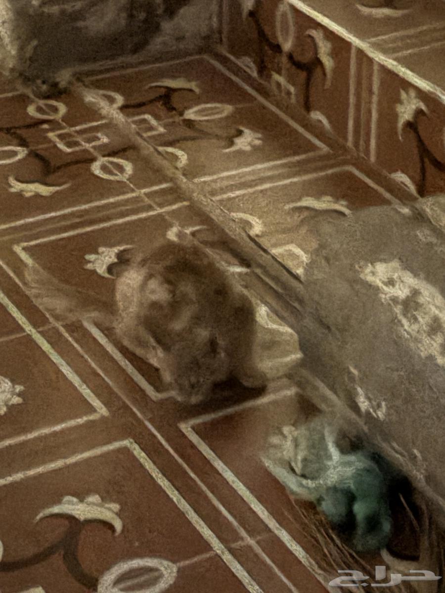 بسه للبيع با 1564586164717699112