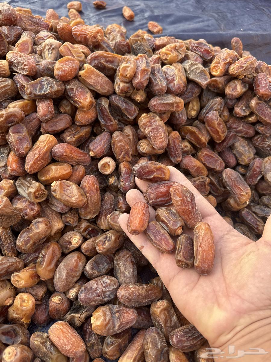 للبيع تمر صفري ناشف درجة 2 حوطة بني تميم64578896591105111