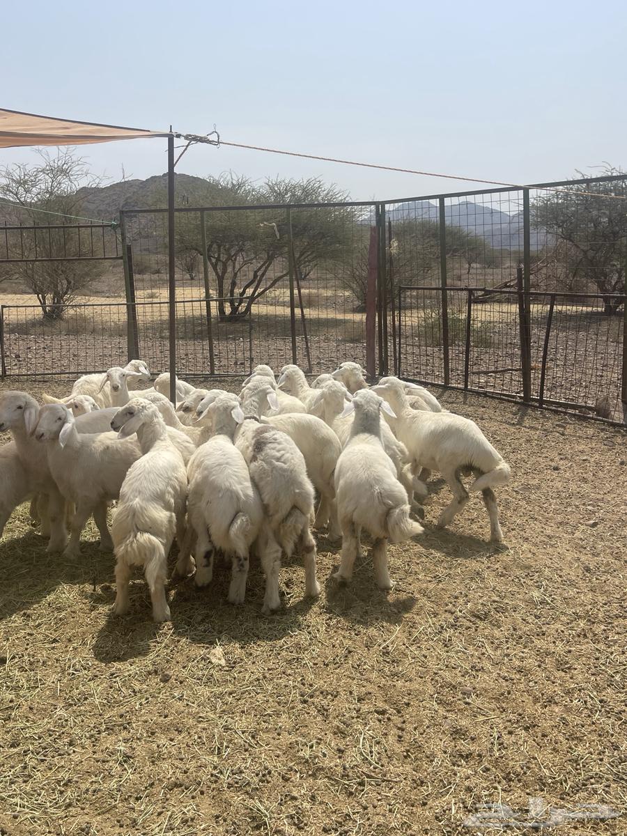 طليان ( تم البيع )64582841090050110