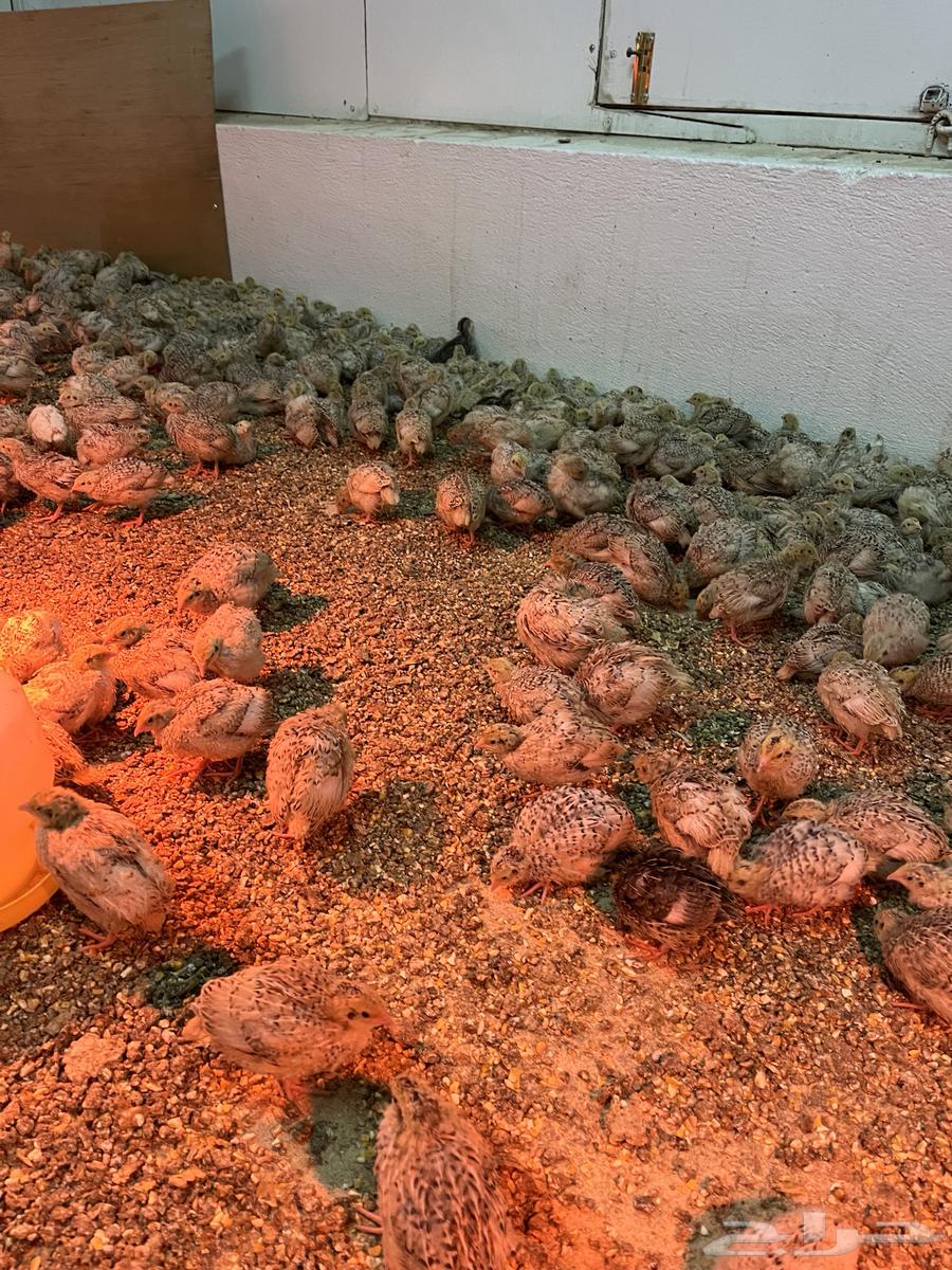 سمان جامبو كريمي64585695822467110