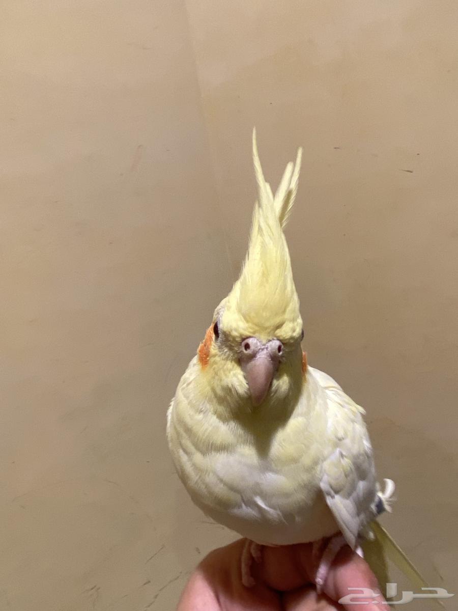 عصفور كروان أنثى أليف64585210628097110