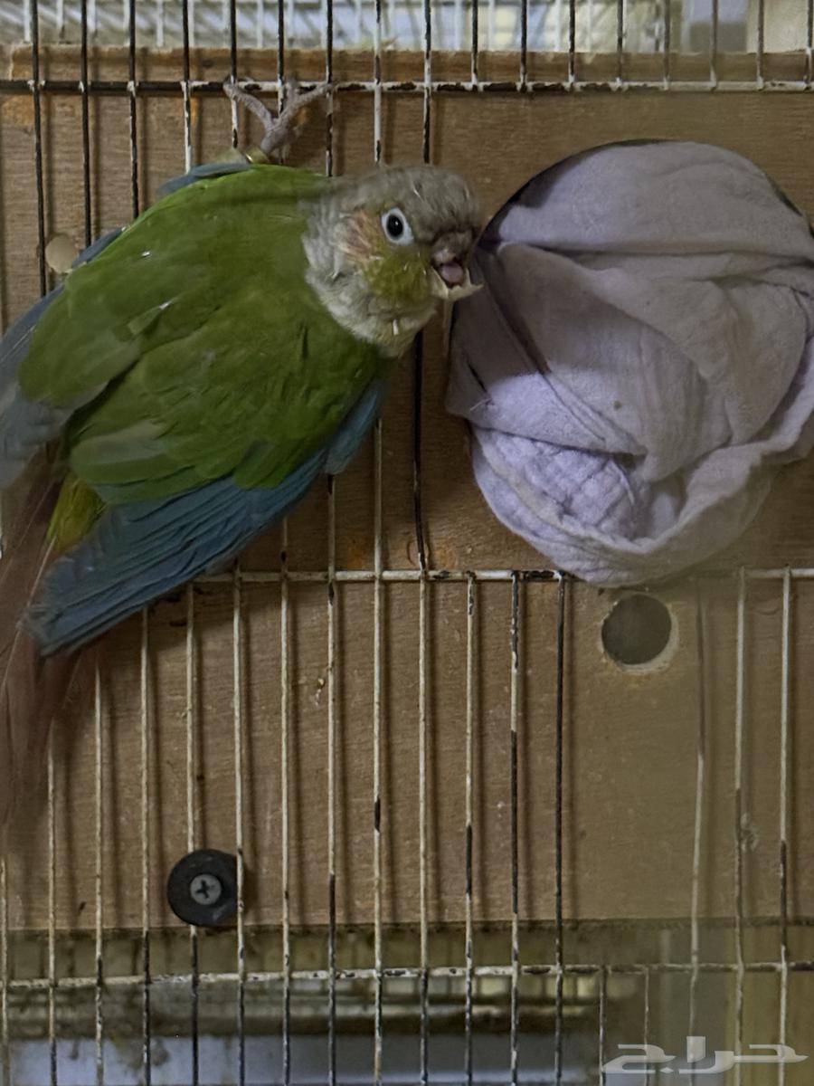 انثى كنيور اناناس منتجة64586626285569114