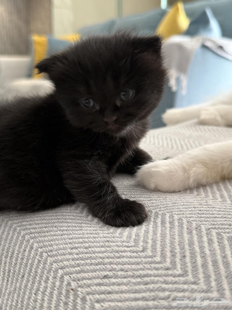 قطة للبيع 300 ريال64583011887489110