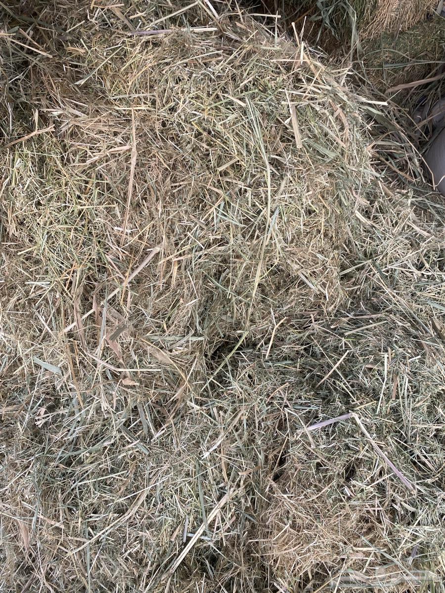 علف من المزرعه64581593886465114