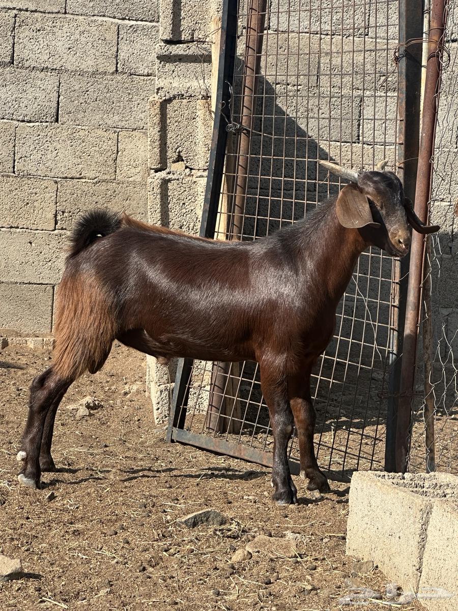 Goat64587391682945111