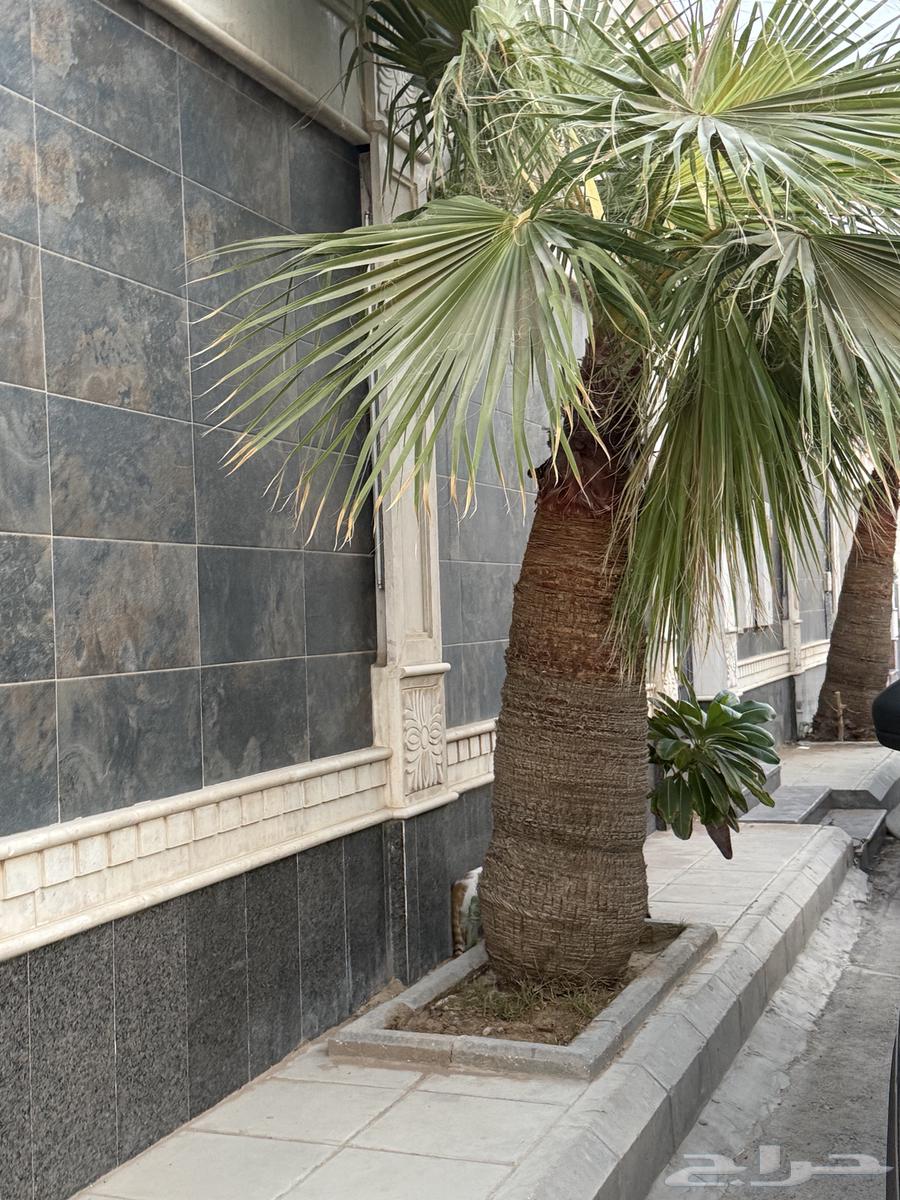 Five palm trees for sale in Riyadh64584842007554113