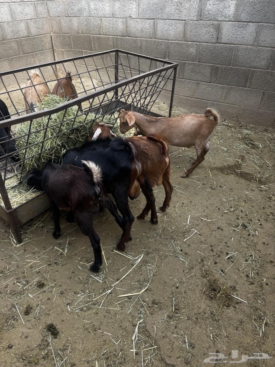 تيوس للبيع64584178066819111