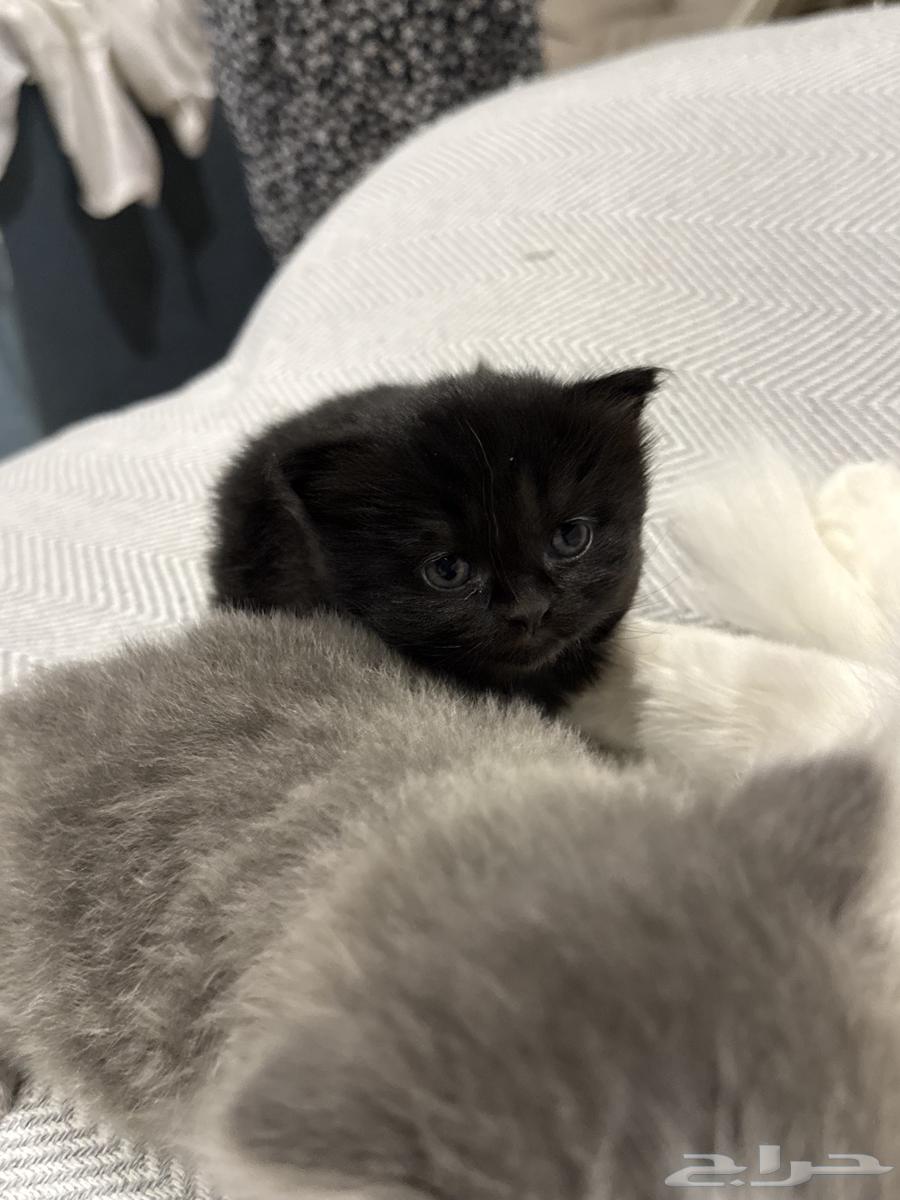 قطة للبيع 300 ريال64583011887489111